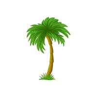 Palma árvore desenho animado isolado em branco. coco Palma árvore. solteiro Palma clipart. gráfico elemento para tropical, exótico ilustração. vetor