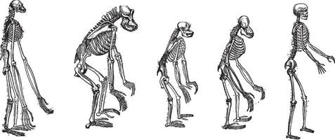 a comparação do maior macacos esqueletos com humano esqueleto vintage gravação vetor