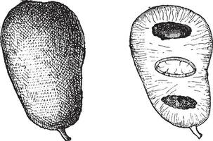 comum papaia ou Asimina triloba, vintage gravação vetor