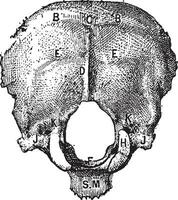 occipital osso, vintage gravação vetor