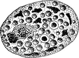 fusão do ovo e núcleos de esperma do ciclospora cayetanensis, vintage ilustração vetor