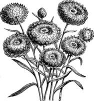flor cabeças do eternos helichrysum bracteatum composto vintage ilustração. vetor