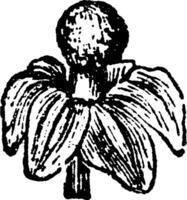 anamirta cocculus flor masculino vintage ilustração. vetor
