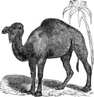 dromedário ou camelus dromedário vintage gravação vetor