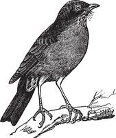 americano robin turdus migratorius vintage gravação vetor