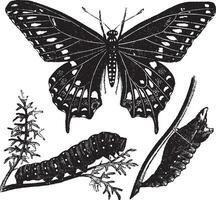 Preto rabo de andorinha borboleta ou papilio polixenos, vintage gravação vetor