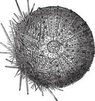 comum mar ouriço. em a 1 mão, nós retirar a espinhos para mostrar a teste, vintage gravação vetor