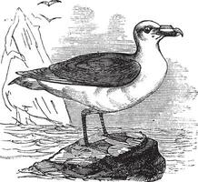 cinzento petrel ou Castanho petrel ou pediunker ou cinzento cagarra ou procelária cinerea, vintage gravação vetor