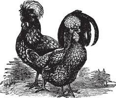 masculino e fêmea do houdan frango vintage gravação vetor