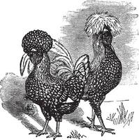 masculino e fêmea do polonês frango vintage gravação vetor