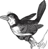 papagaio buco macrorhynchus, vintage gravação. vetor