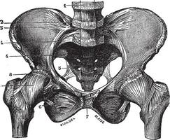 Figo. 160. bacia esqueleto com ligamentos Serra Está frente face, vintage gravação. vetor