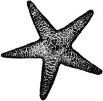 espinhoso mar estrela, vintage ilustração vetor