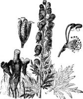 partes do Aconitum Napellus vintage ilustração. vetor