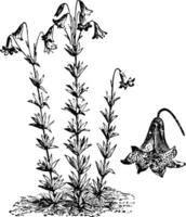 hábito e separado solteiro flor do lilium canadense vintage ilustração. vetor