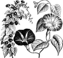 hábito e separado flor tiro do ipomoea purpurea vintage ilustração. vetor