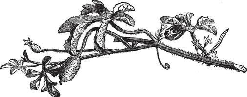 Cucumis angústia vintage ilustração. vetor