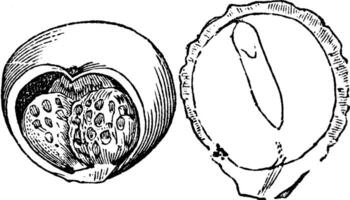 selvagem arum fruta e semente vintage ilustração. vetor