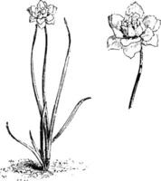 hábito e separado flor do narciso incomparável albidus plenário vintage ilustração. vetor