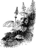cordifolia, tiarella, gênero, rosado, dicotiledônea, filial, flores, comum, arbusto vintage ilustração. vetor