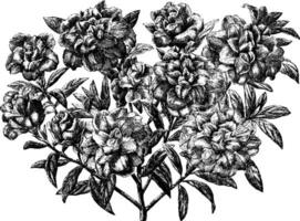 azálea balsaminaeflora vintage ilustração. vetor