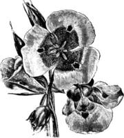 flores e folhas do calochortus venustus vintage ilustração. vetor