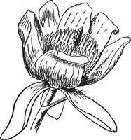 árvore-tulipa flor vintage ilustração. vetor