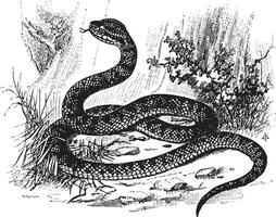 serpente, ilustração vintage. vetor