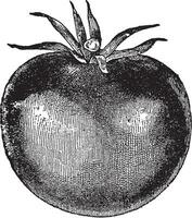tomate vintage ilustração. vetor