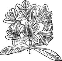 rododendro vintage ilustração. vetor