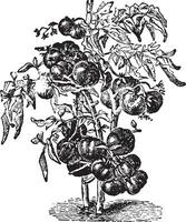 tomate plantar vintage ilustração. vetor