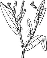 polygonum vintage ilustração. vetor