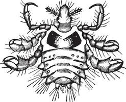 piolho de caranguejo, ilustração vintage. vetor