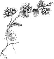 viola, gênero, floração, plantas, tolet, família, violaceae vintage ilustração. vetor