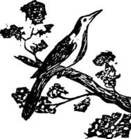 Pássaro mimo vintage ilustração vetor