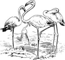 ilustração vintage de flamingos vetor