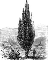 Mediterrâneo cipreste ou italiano cipreste ou toscana cipreste ou cemitério cipreste ou lápis pinho ou cupressus sempervirens, vintage gravação vetor