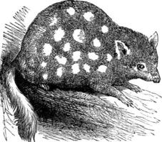 Oriental quoll ou Oriental nativo gato ou dasyurus viverrinus, vintage gravação vetor