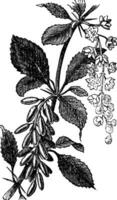 bérberis ou europeu bérberis ou icterícia baga ou ambarbaris ou berberis vulgaris, vintage gravação vetor