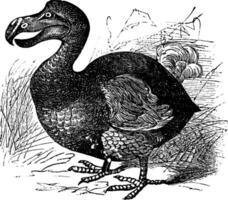 dodo ou raphus cucullatus, vintage gravação vetor