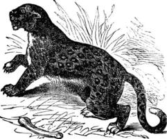 felis leopardo, vintage gravação vetor