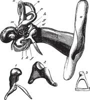 humano orelha anatomia. vintage gravação vetor