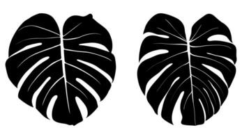 monstera folhas em uma branco fundo, topo visualizar, vetor. vetor