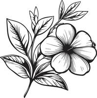 esboço pervinca desenho, pervinca flor linha desenho, grampo arte pervinca flor contorno, noyontara coloração Páginas para crianças, degrau de degrau pervinca flor desenho, Madagáscar pervinca desenhando vetor