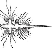 mar lesma ou nudibrânquio, vintage gravado ilustração vetor