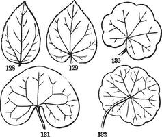 veias radiadas vintage ilustração. vetor