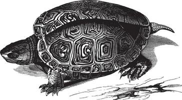 suave tartaruga de água doce, vintage ilustração. vetor