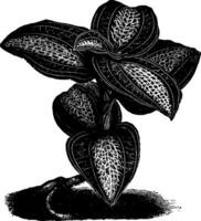 ancectochilus friderici-augusti vintage ilustração. vetor