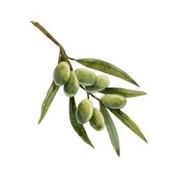Oliva árvore ramo com verde bagas aguarela vetor ilustração. botânico clipart para cosméticos e Comida produtos