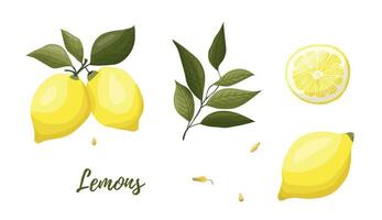 vetor ilustração do amarelo limões em uma ramo. vegetais, frutas, cozinha, culinária, comendo, bebendo chá, jardinagem projetos.